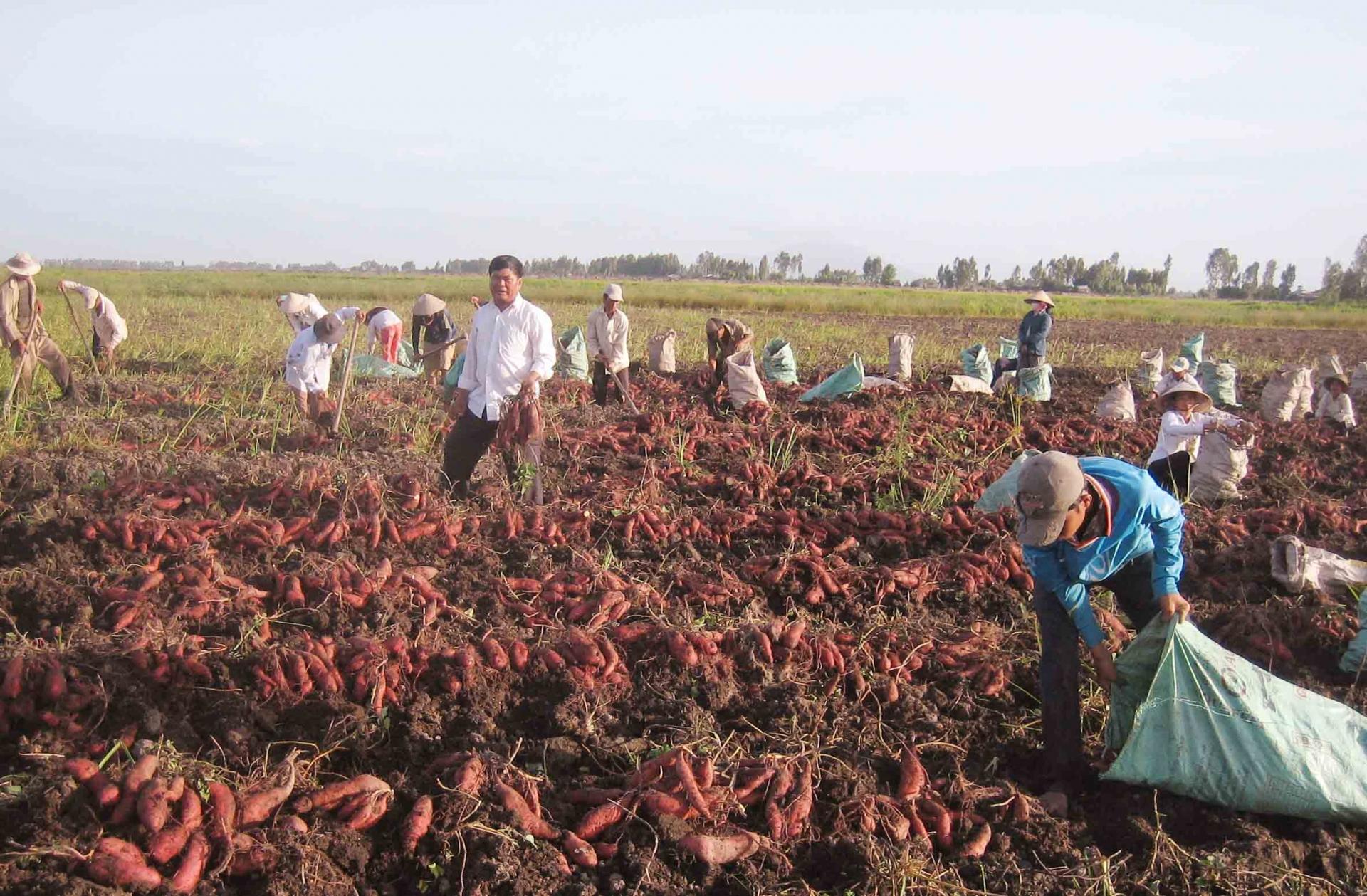 cac-thi-truong-lon-rong-cua-don-rau-qua-viet-xuat-khau-rau-qua-co-dat-muc-tieu-20221021154654-1119.jpg