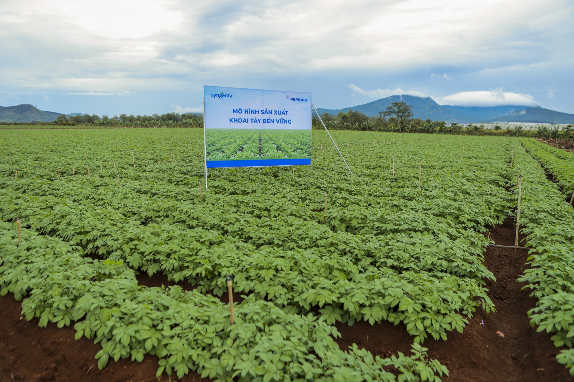 hop-tac-cong-tu-thuc-day-khoai-tay-phat-trien-ben-vung-dap-ung-nhu-cau-trong-nuoc-20221208161709.jpg?rt=20221208161950