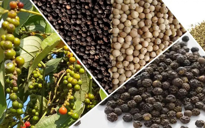 Vượt qua Mỹ, Trung Quốc trở thành thị trường xuất khẩu hạt tiêu lớn nhất của Việt Nam