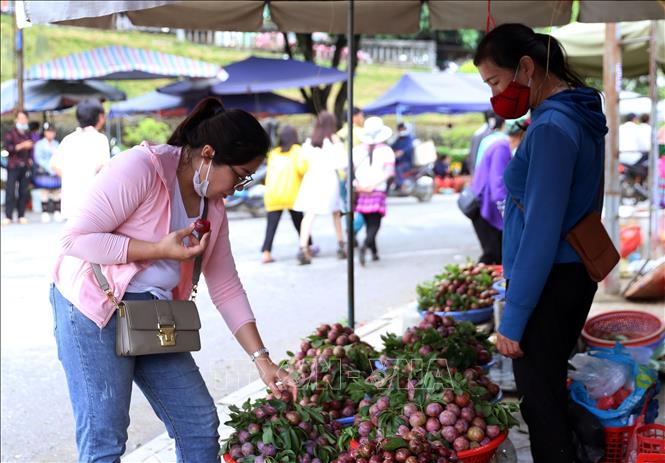 Người mua, khách du lịch chọn mua mận Tam Hoa tại thị trấn Bắc Hà. Ảnh tư liệu: Quốc Khánh/TTXVN