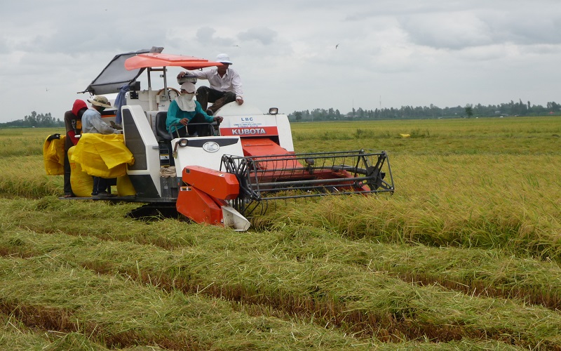 Đồng bằng sông Cửu Long đang thu hoạch rộ lúa Đông Xuân.