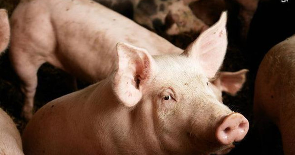 Dabaco báo lỗ kỷ lục hơn 320 tỷ đồng trong quý 1/2023