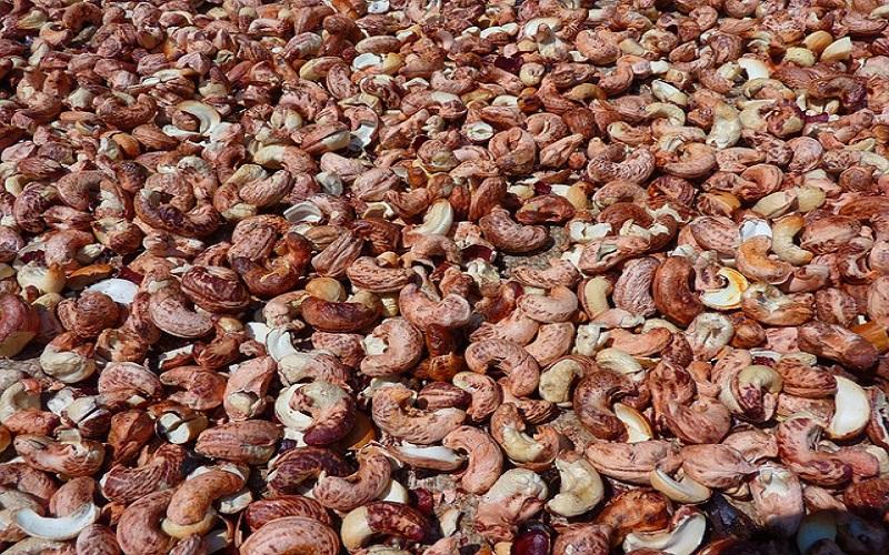Bất bình đẳng thương mại với các nước châu Phi, Hiệp hội Điều đề xuất chính sách bảo hộ ngành điều