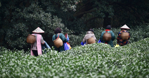 Thời tiết cực đoan đang đe dọa mặt hàng xuất khẩu mang về 2 tỷ USD mỗi năm cho Trung Quốc