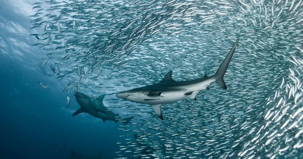 Khớp lệnh hàng triệu cổ phiếu mỗi phiên, nhiều doanh nghiệp "hot" trên sàn chứng khoán đang không có cổ đông lớn