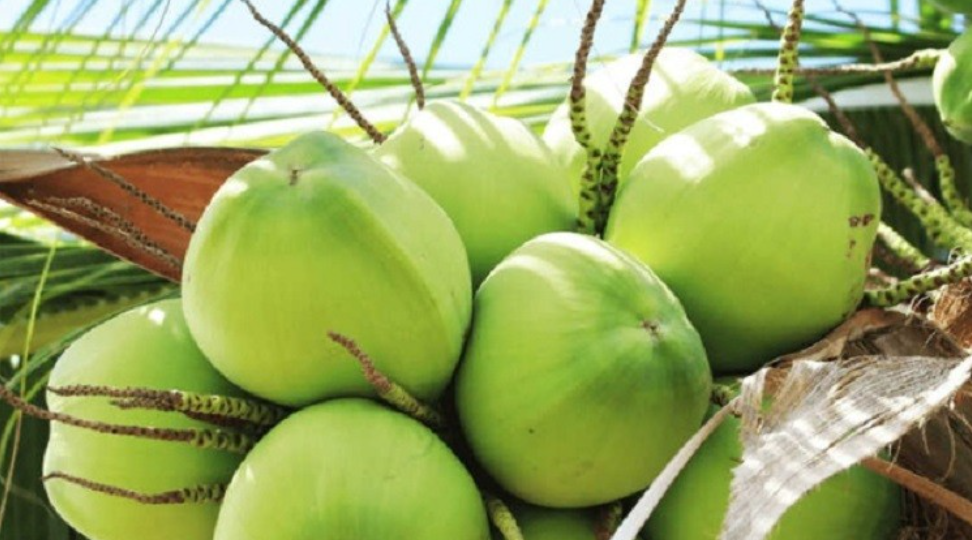 Ngành dừa hướng đến mục tiêu kim ngạch xuất khẩu vượt 1 tỷ USD vào năm 2025