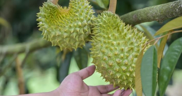 "Giấc mơ sầu riêng" của Trung Quốc sụp đổ ngay vụ đầu tiên