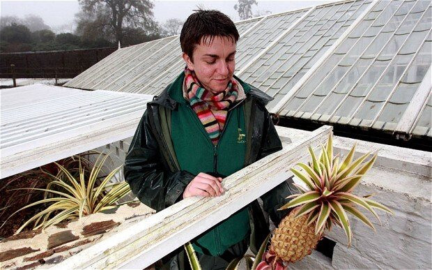 pineapple-2435205b-3142.jpg