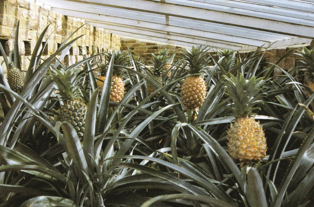 pineapples-original-3102.jpg