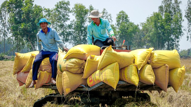 gia-gao-xuat-khau-viet-nam-tang-vot-len-muc-cao-nhat-12-nam-tro-lai-day64c67b28c51e6-1691144416597552465711-9524.jpg