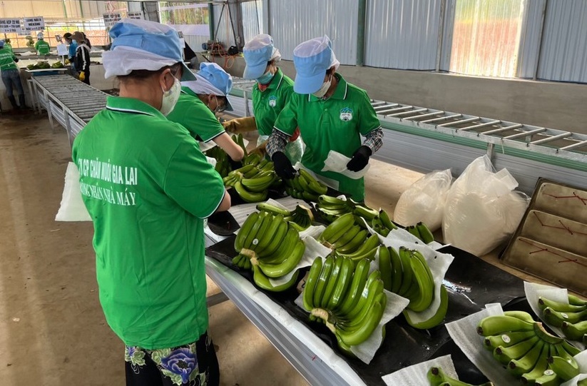 Hoàng Anh Gia Lai báo lãi sau thuế hơn 350 tỷ đồng trong quý III/2024
