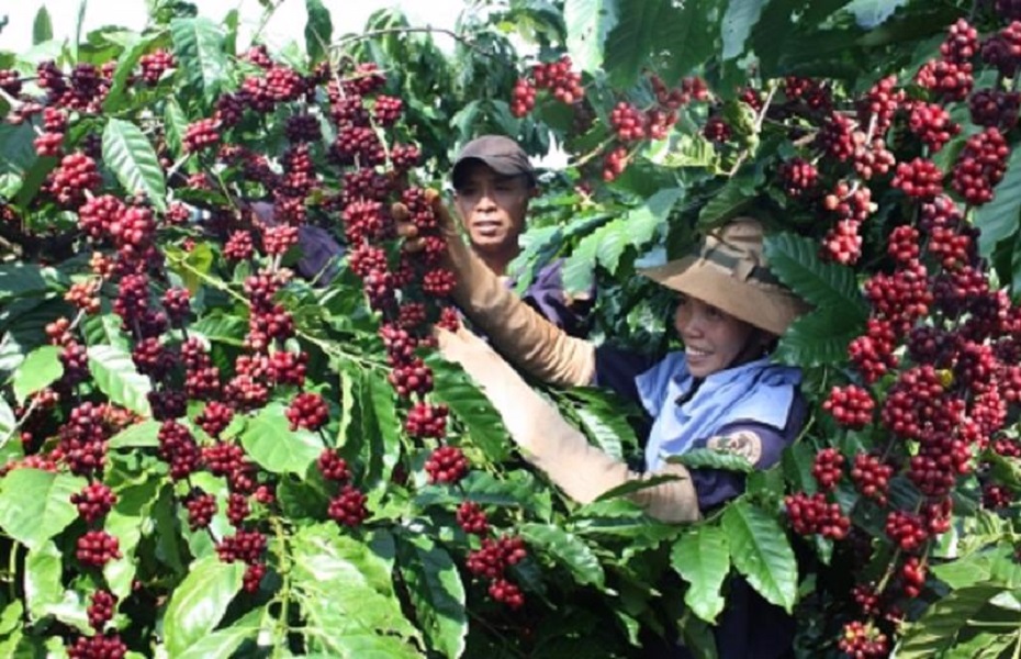 Sau khi lập kỷ lục với hơn 5 tỷ USD, xuất khẩu cà phê đối mặt nhiều khó khăn
