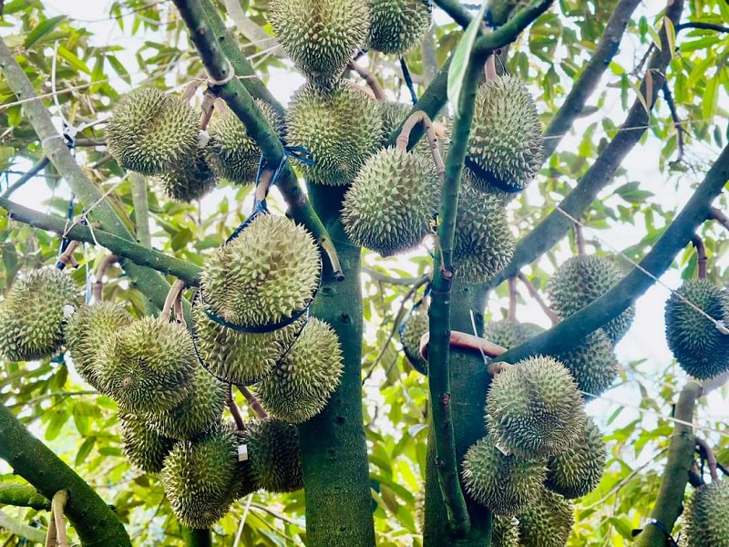 Có lo sầu riêng bị “ế hàng dội chợ”?