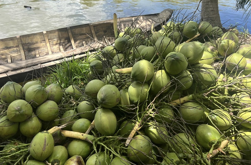Ngành dừa kỳ vọng xuất khẩu vượt mốc 1 tỷ USD trong năm 2024
