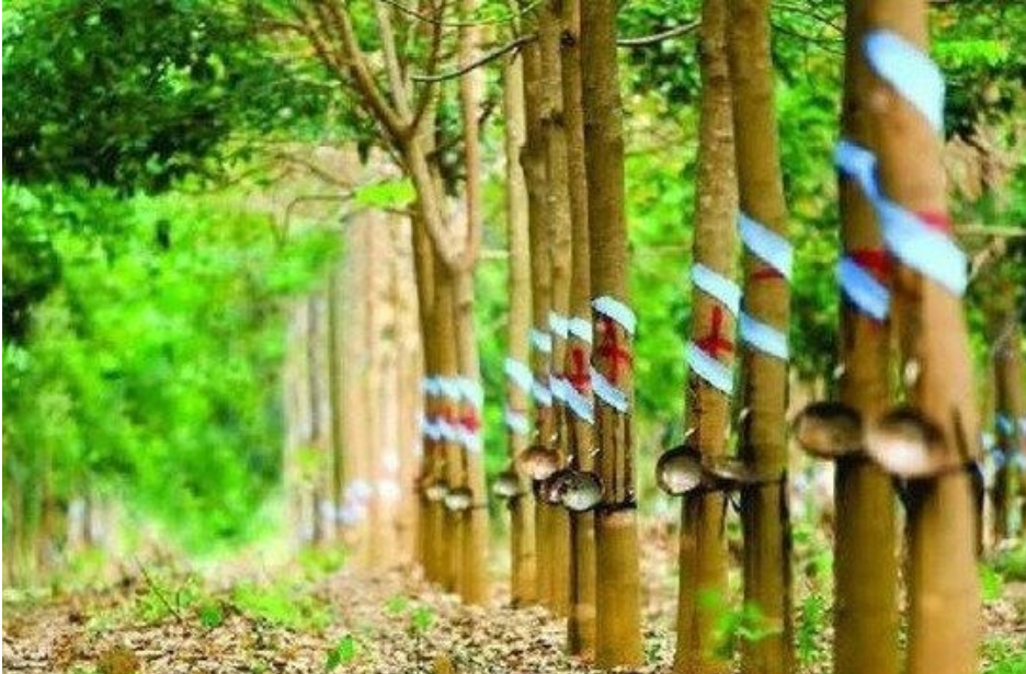 Cao su Cường Thịnh sạch nợ trái phiếu vào thời điểm cuối năm 2023.