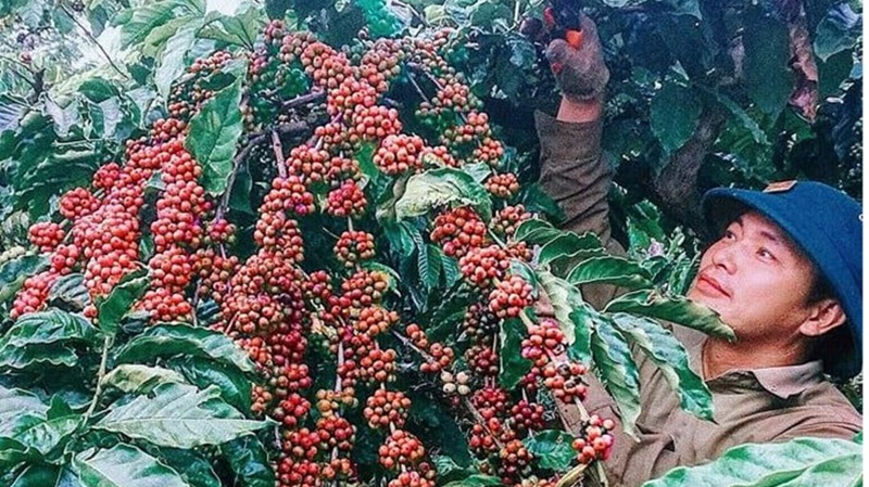 Chiến lược nào để ngành cà phê Việt Nam phát triển bền vững?