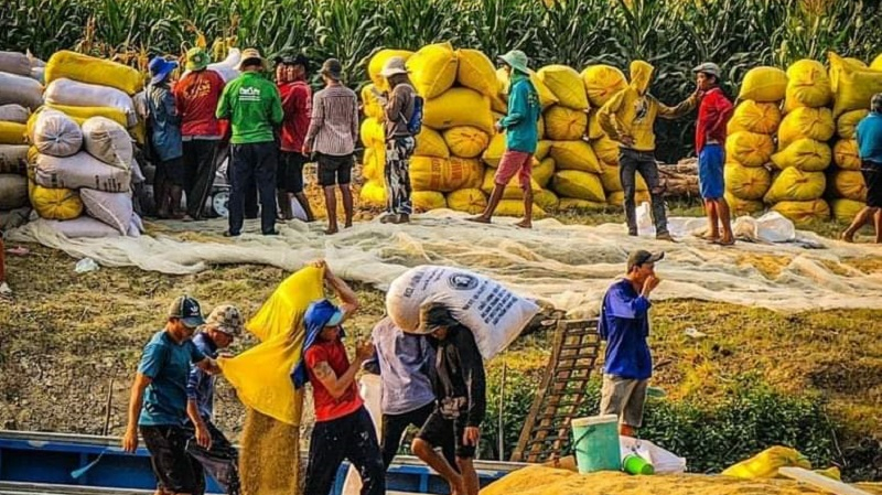 Thiếu vốn, doanh nghiệp xuất khẩu gạo luôn “bán trước, mua sau”