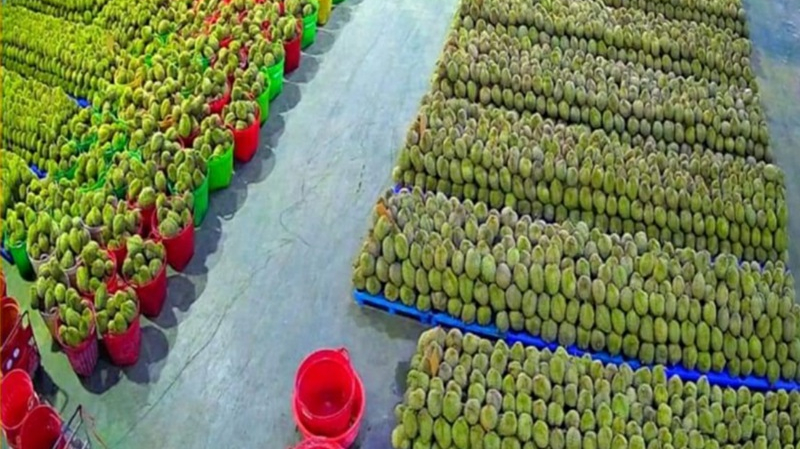 Xuất khẩu sầu riêng đông lạnh vào Trung Quốc, cuộc đua “tam mã” giữa Việt Nam, Thái Lan và Malaysia