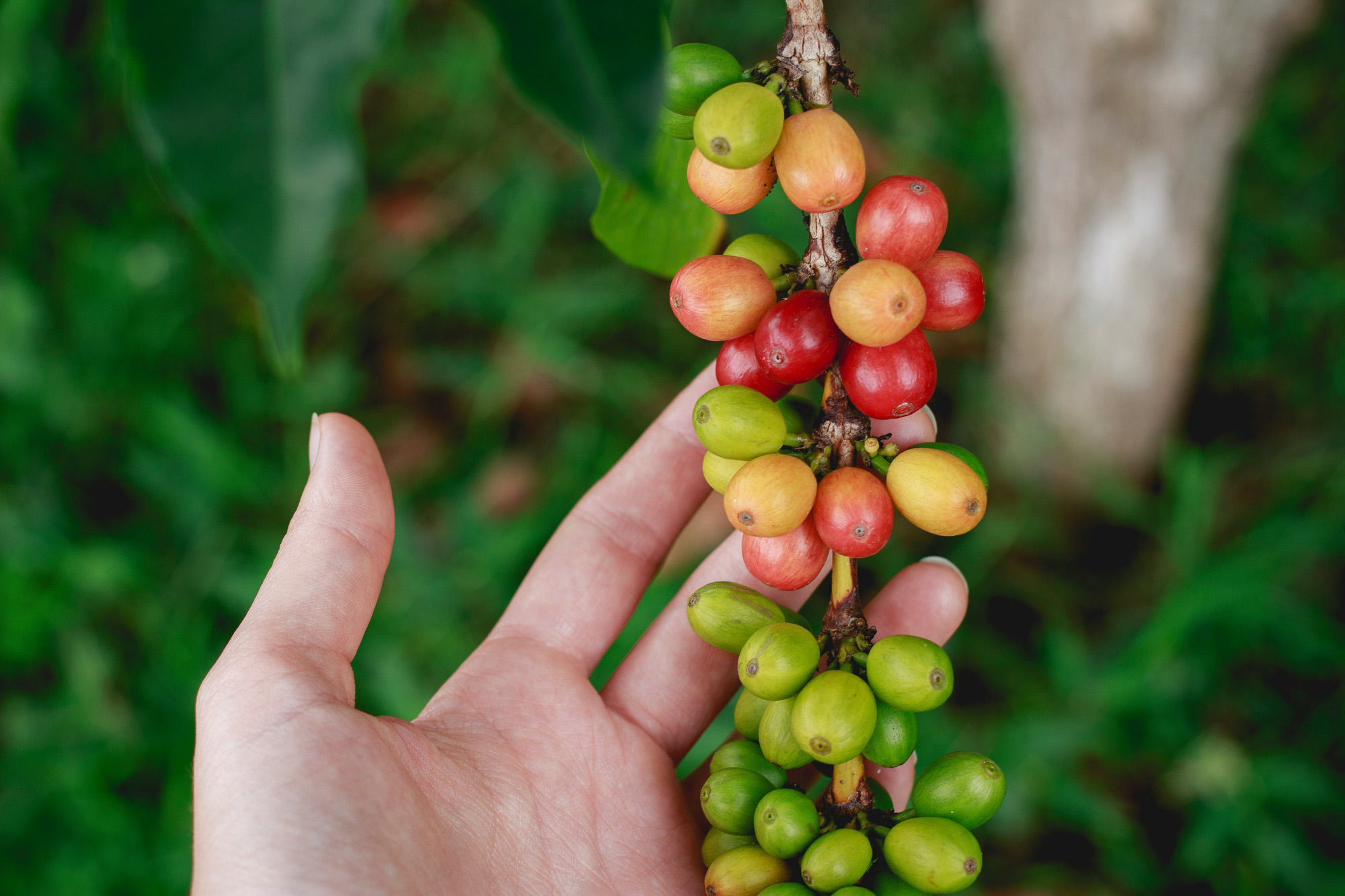 Không có thông tin chính xác về diện tích cà phê trên cả nước