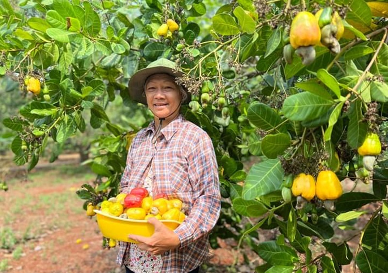 Nông dân chặt bỏ điều trồng sầu riêng có đáng lo ngại?