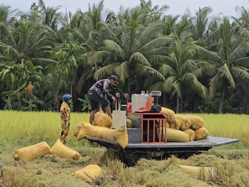 Cung không đủ cầu đẩy giá gạo ST25 tăng mạnh