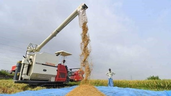 Ấn Độ tiếp tục nới lỏng xuất khẩu gạo, giảm một nửa thuế xuất khẩu gạo đồ
