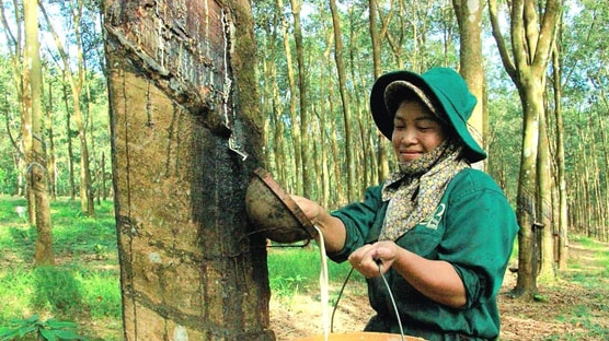 Tập đoàn Cao su (GVR) ước lãi gần 2.400 tỷ đồng trong 9 tháng, tăng 22% so với cùng kỳ