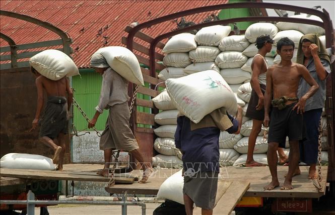 vna-potal-myanmar-tang-cuong-xuat-khau-gao-trong-nhung-thang-toi-stand-20240908204634.jpg