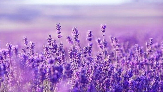 Một cổ phiếu bất động sản “bốc đầu” kịch trần 3 phiên liên tiếp