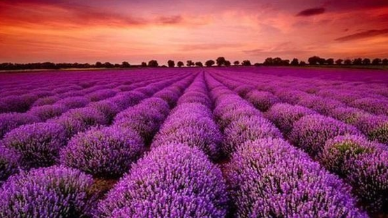 Một cổ phiếu công ty chứng khoán “bốc đầu” kịch trần ngay trước thềm họp ĐHCĐ bất thường