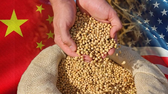 Bắc Kinh nới lỏng thuế nông sản Mỹ, giá đậu tương vẫn cao do duy trì thuế 13%