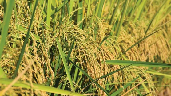 Giá gạo lao dốc, Thái Lan bất ngờ tìm ra một vị cứu tinh tại châu Á: Xuất khẩu gấp 6 lần năm trước cộng lại, là quốc gia đang thiếu hụt trầm trọng