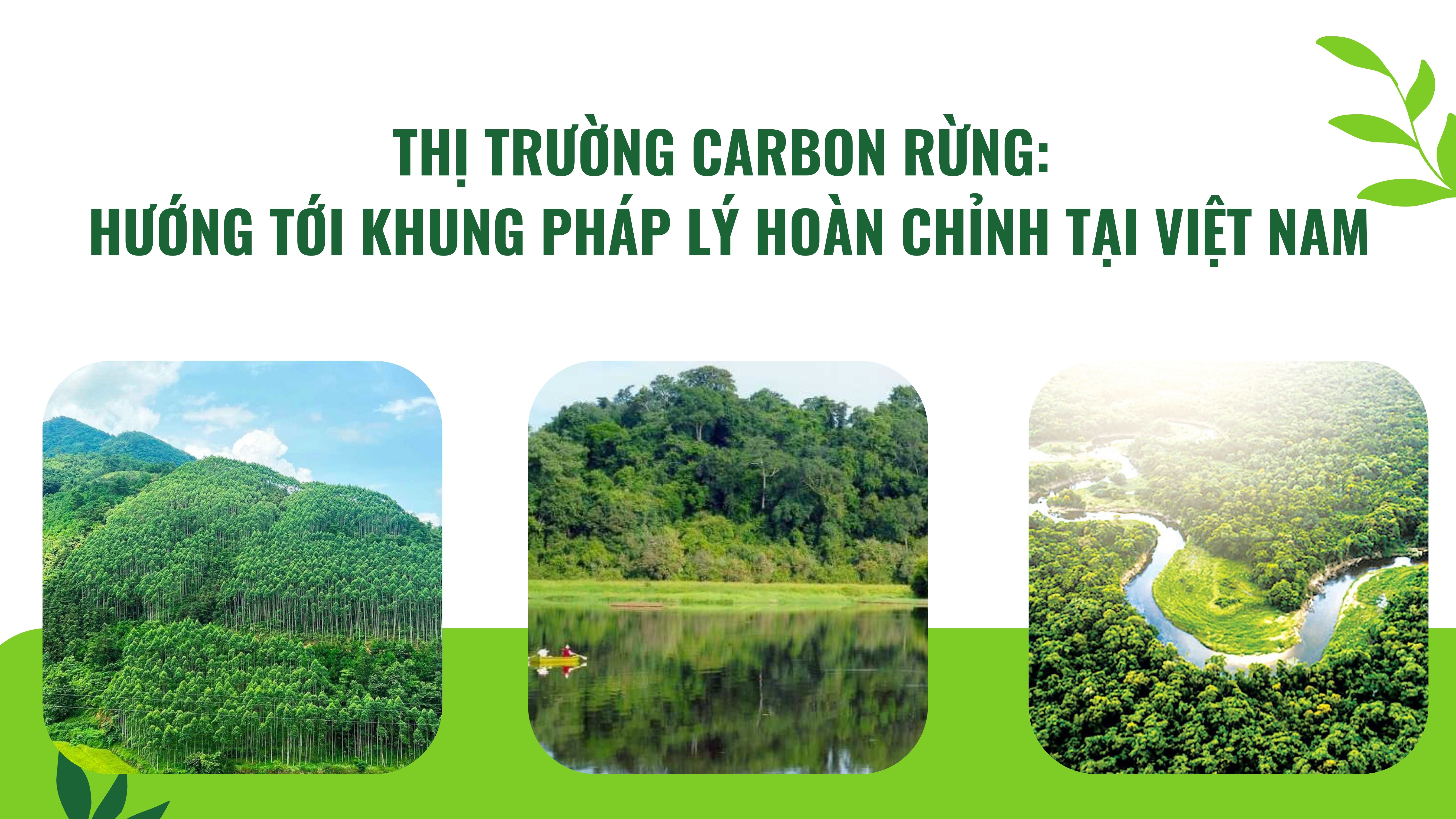 Thị trường carbon rừng: Hướng tới khung pháp lý hoàn chỉnh tại Việt Nam