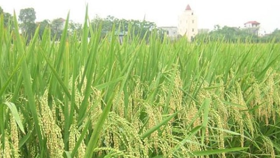 Một công ty nông nghiệp báo lãi gần 1,5 tỷ đồng/ngày trong 6 tháng đầu năm 2025