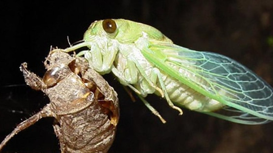 Thay ruột, đổi tên, cổ phiếu tăng 54% trong hơn 1 tháng: Một công ty chốt trả cổ tức bằng cổ phiếu tỷ lệ 70%