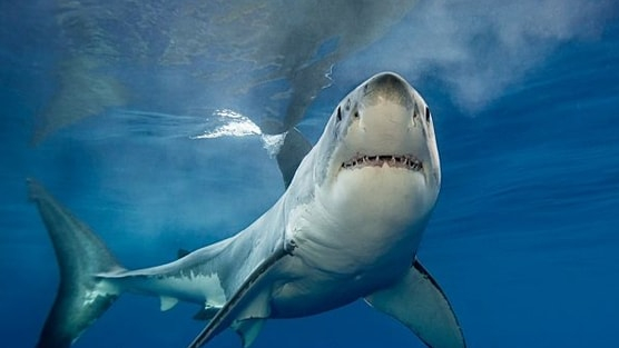 Một nhóm cổ phiếu kỳ vọng tạo “sóng” đầu năm 2026