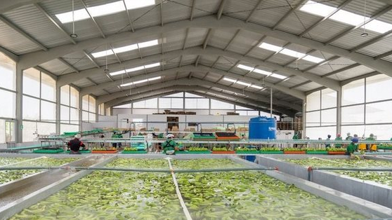 Sau gạo, một loại ‘siêu trái cây’ xuất khẩu gặp khó: Hàng nghìn container phải quay đầu, Nga, châu Âu đang nhập rất nhiều