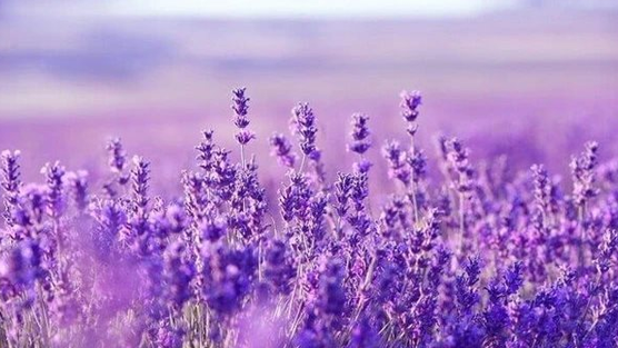 Một cổ phiếu bất động sản 