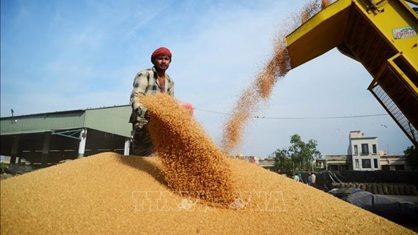 Giá gạo Ấn Độ chạm mức cao nhất trong gần 1 năm