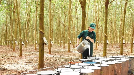 Một doanh nghiệp cao su chuẩn bị chốt ngày thưởng cổ phiếu tỷ lệ 300%