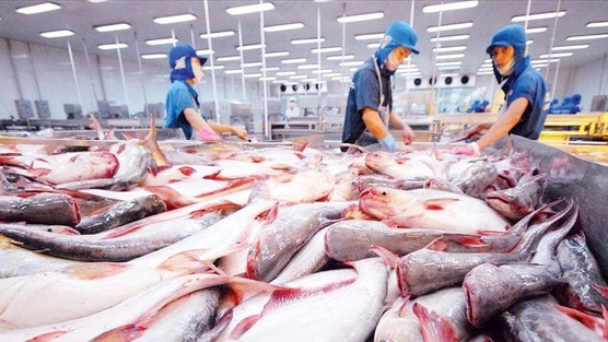 Mặt hàng tỷ đô của Việt Nam gặp ‘cơn bão kép’ tại Mỹ: Xuất khẩu tháng 8 giảm gần 55%, nguy cơ chịu ‘thuế chồng thuế’