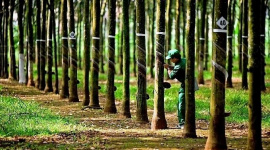 Không còn khoản cổ tức từ NTC, lợi nhuận quý 3 của Cao su Phước Hoà (PHR) giảm gần 81%