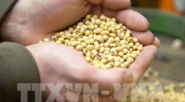 Giá đậu tương khép lại một năm tăng mạnh