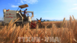 Thế giới cần phá thế độc quyền trong hệ thống lương thực toàn cầu