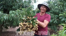 Triển vọng sáng của quả nhãn tươi Việt Nam ở thị trường Nhật Bản