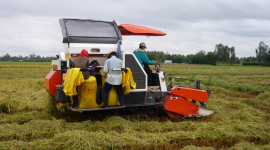 Nhu cầu cao gạo nội địa tăng, nguồn cung hạn chế đẩy giá lúa lên cao