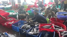 Ngư dân đón nguồn lộc biển đầu năm