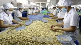 Xuất khẩu hạt điều có khả năng vượt mục tiêu 3,1 tỷ USD