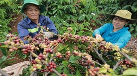 Khối lượng xuất khẩu cà phê của VN sẽ bị tác động trực tiếp khi EUDR chính thức áp dụng