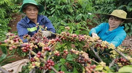 Khối lượng xuất khẩu cà phê của VN sẽ bị tác động trực tiếp khi EUDR chính thức áp dụng